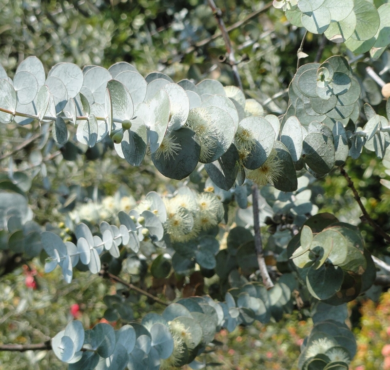 Eucalyptus pulverulenta 'Baby Blue'