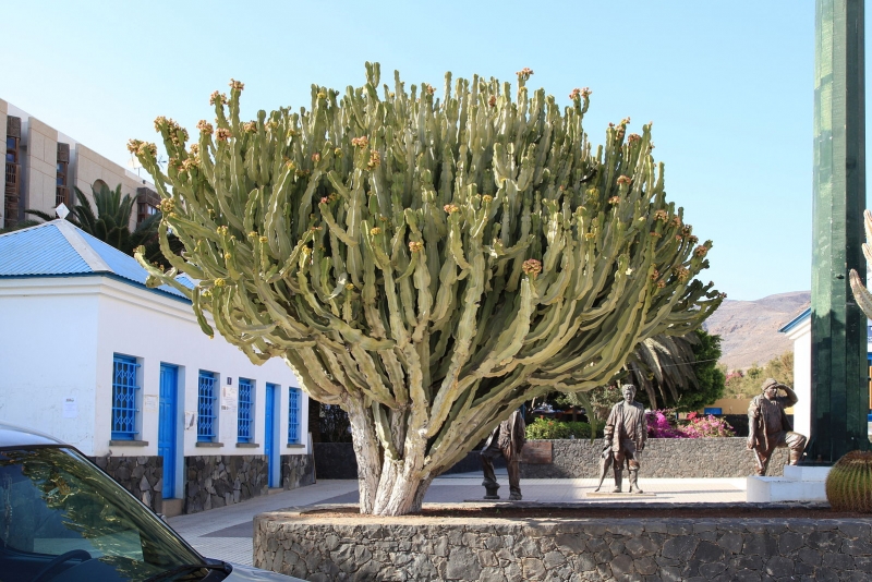 Euphorbia abyssinica