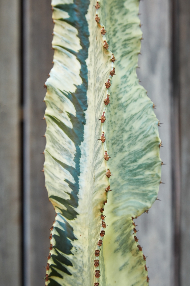 Euphorbia ammak 'Variegata'