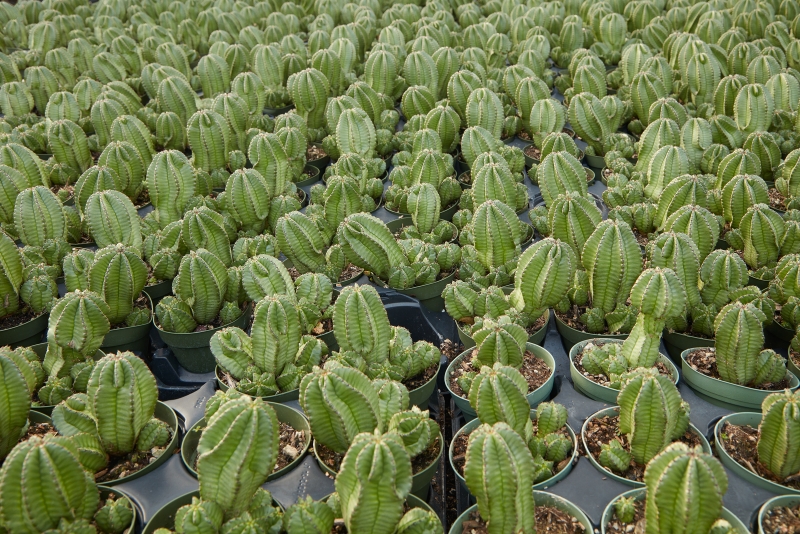 Euphorbia anoplia 'Mother Hubbard'
