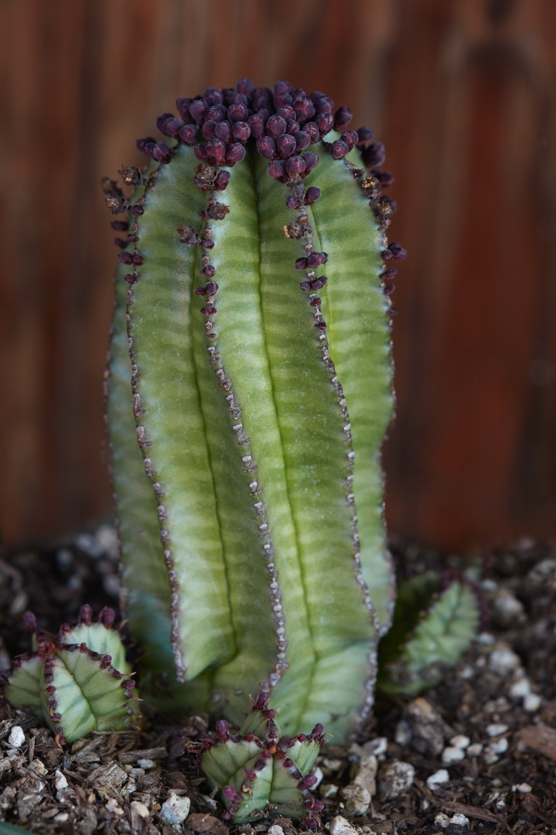 Euphorbia anoplia 'Mother Hubbard'