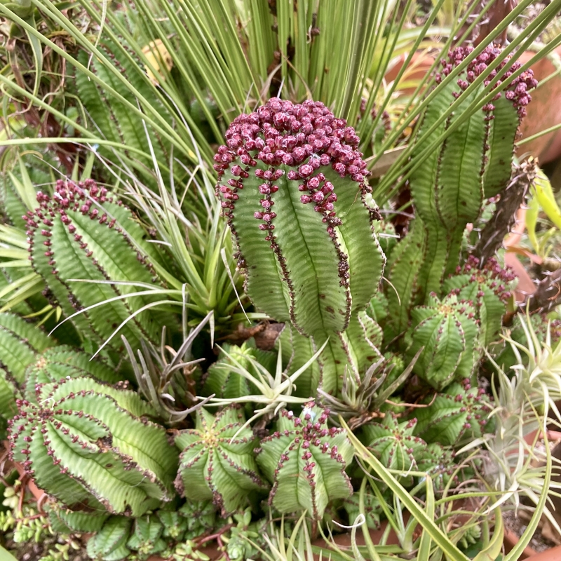 Euphorbia anoplia 'Mother Hubbard'