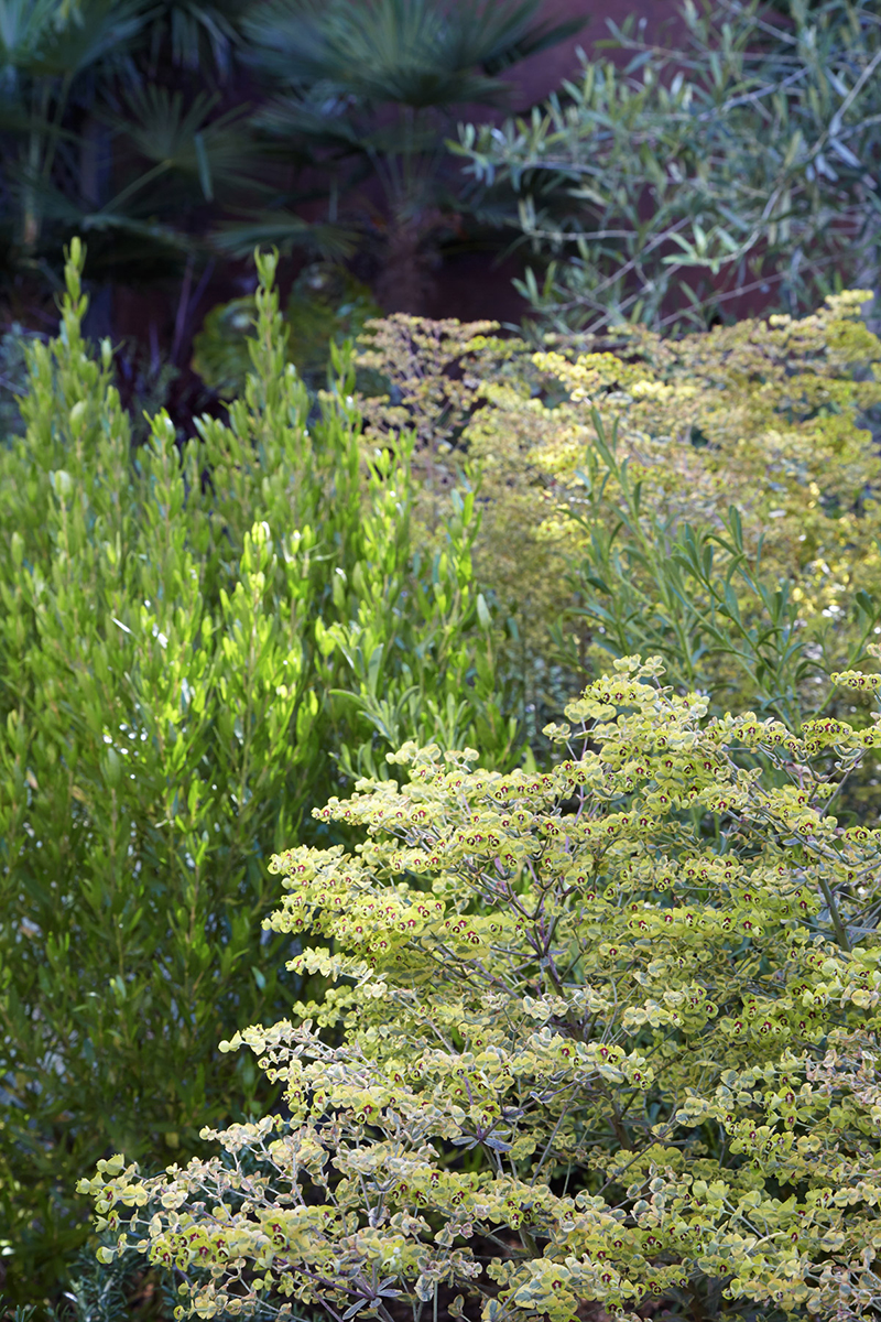 Euphorbia 'Ascot Rainbow'