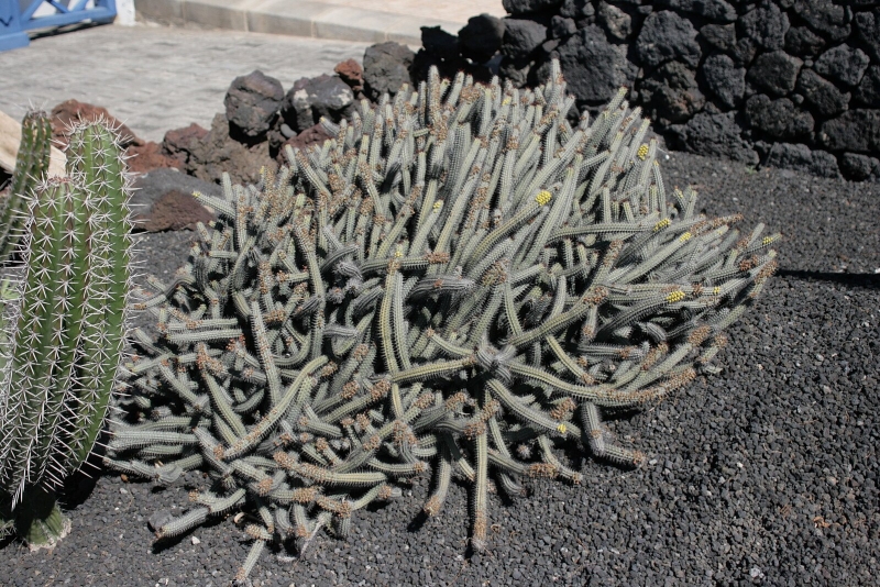 Euphorbia baioensis