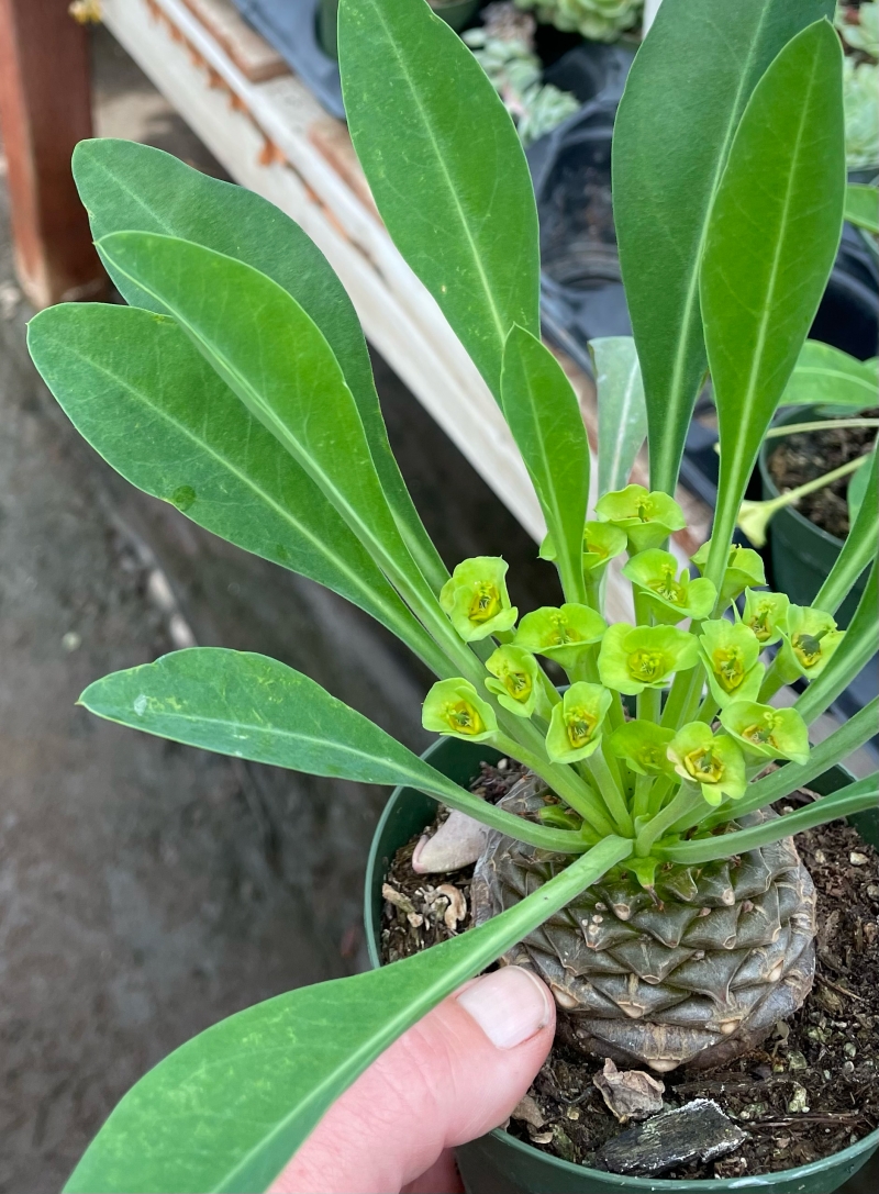 Euphorbia bupleurifolia x obesa