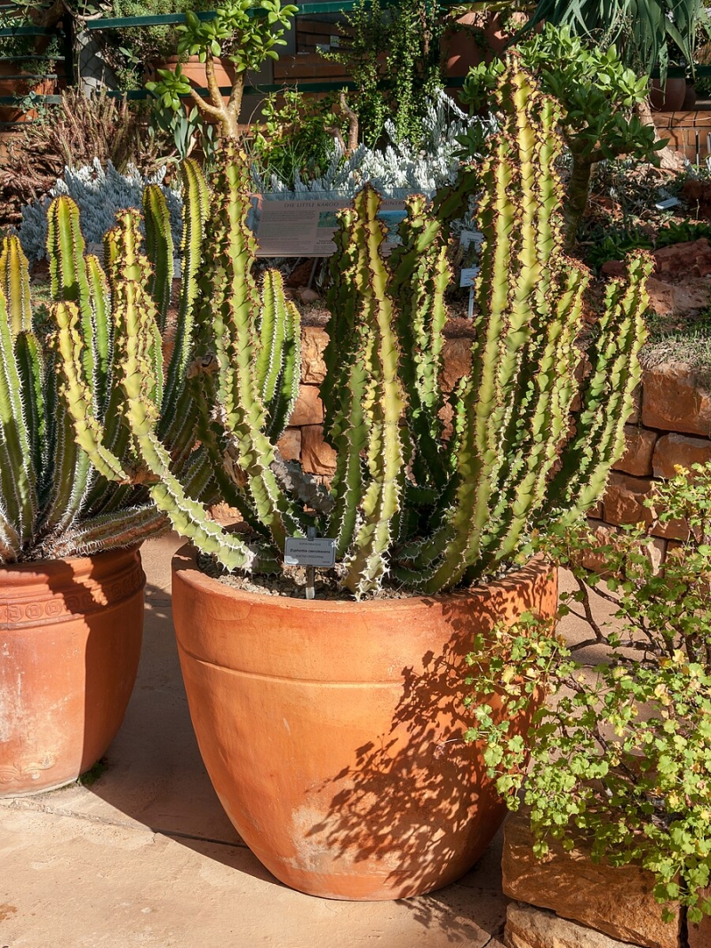 Euphorbia caerulescens