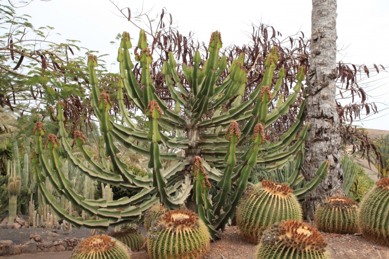 Euphorbia cooperi