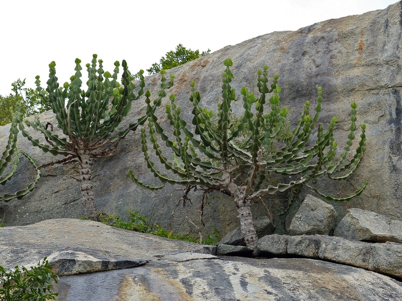 Euphorbia cooperi