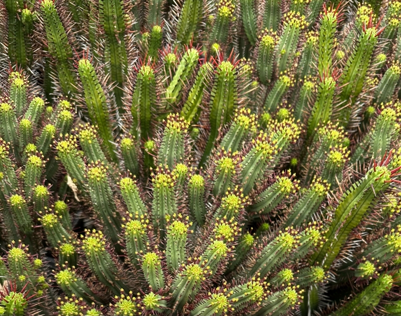 Euphorbia enopla