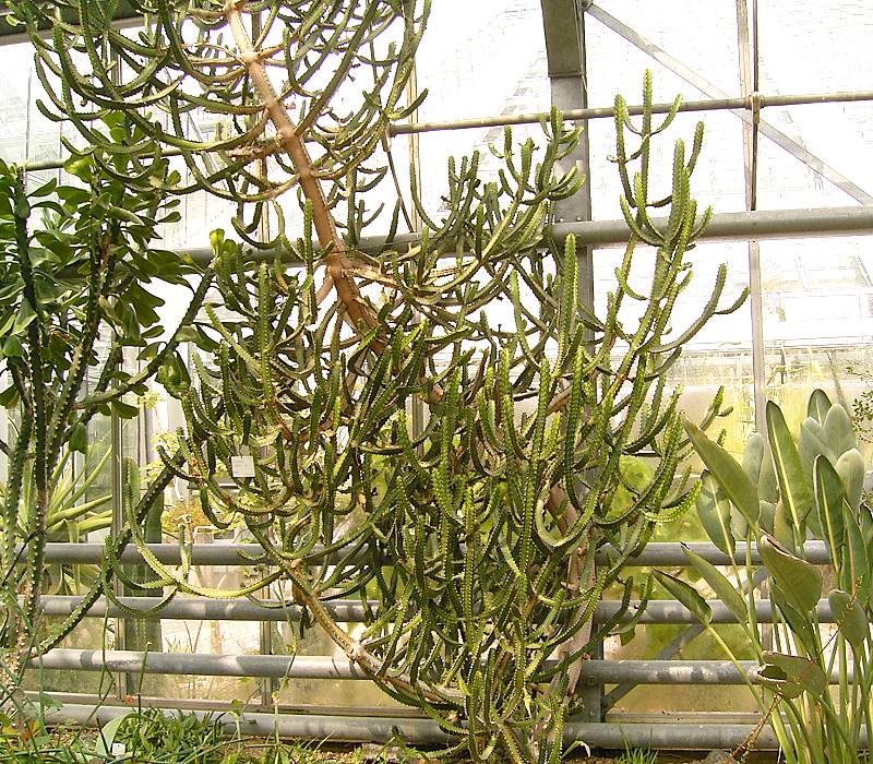 Euphorbia evansii