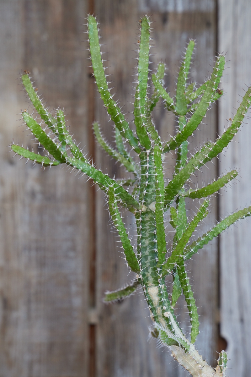 Euphorbia evansii