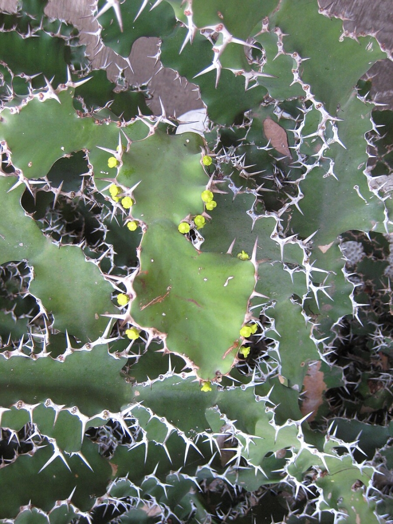 Euphorbia grandicornis