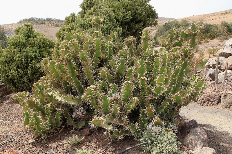 Euphorbia grandicornis