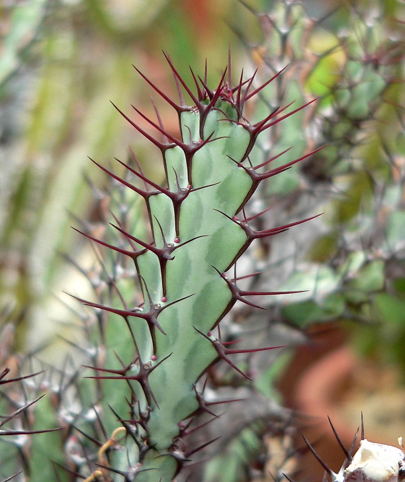 Euphorbia greenwayi