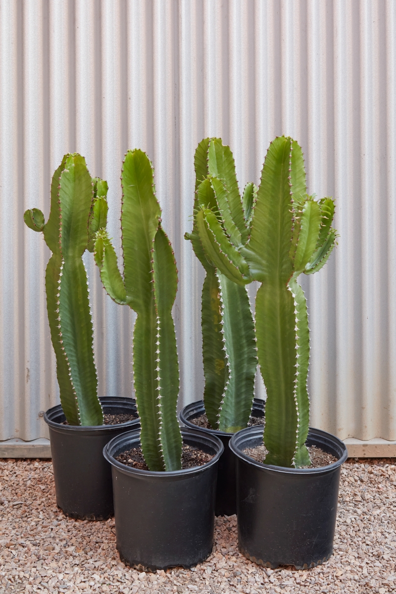 Euphorbia ingens