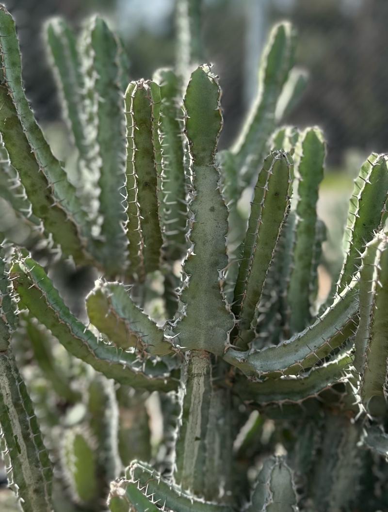 Euphorbia keithii