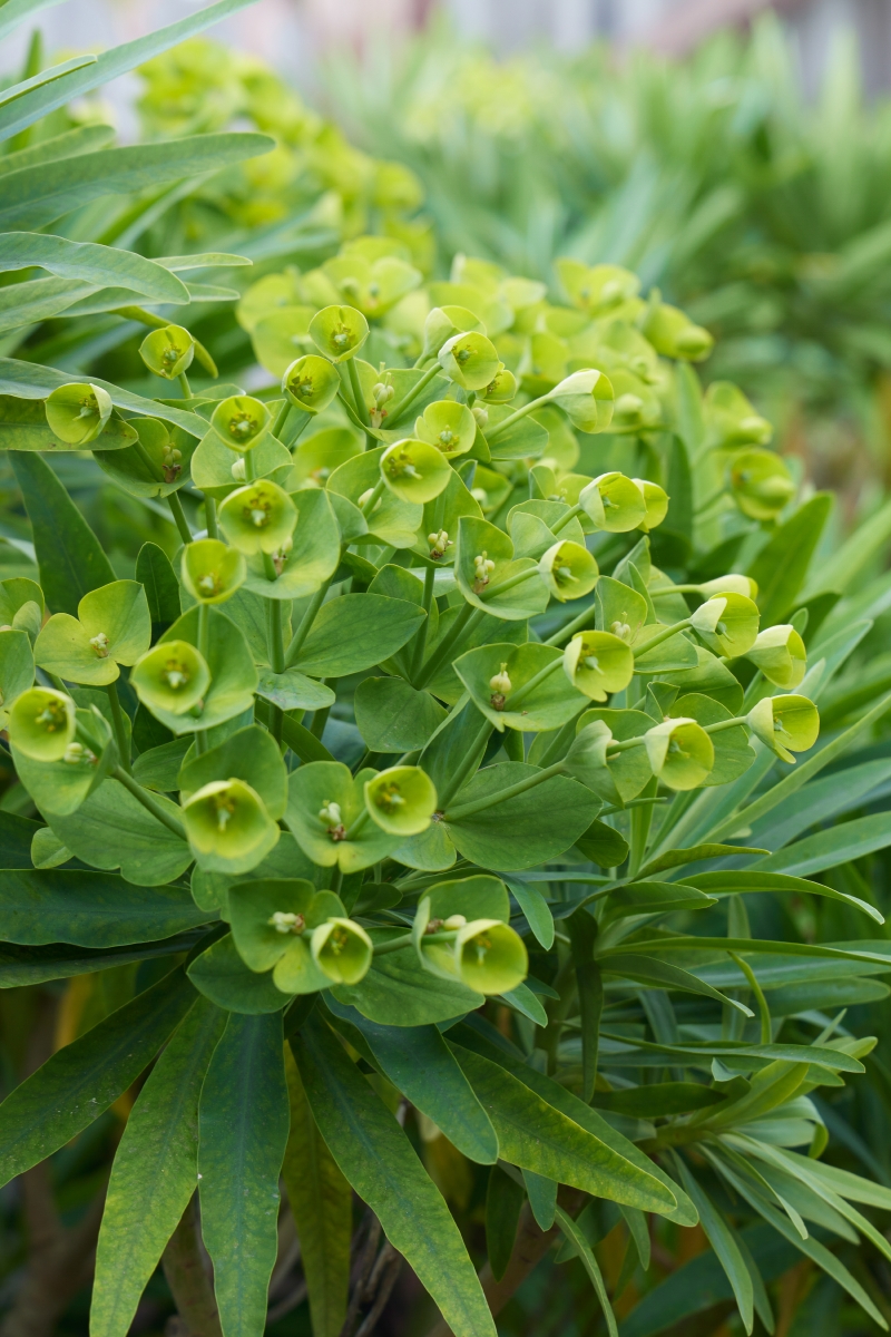 Euphorbia lambii