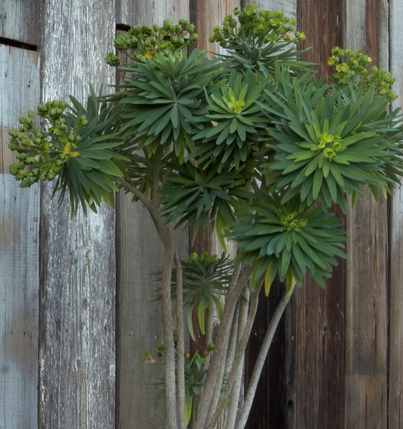 Euphorbia lambii