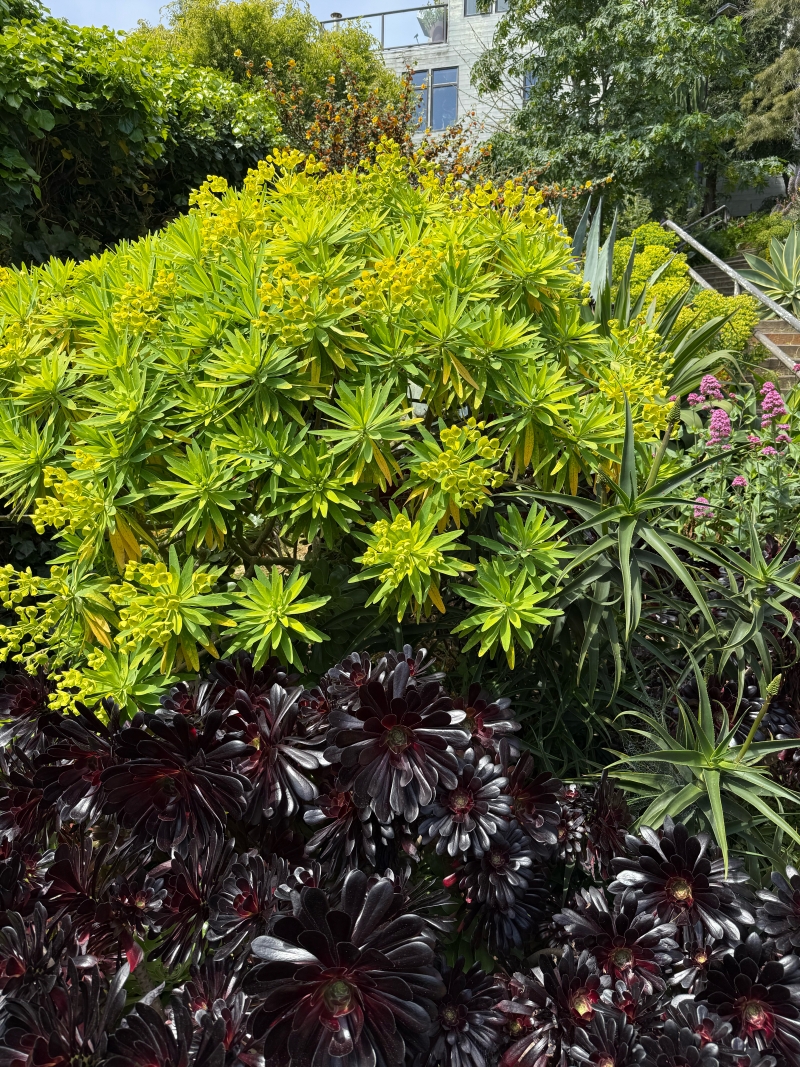 Euphorbia lambii