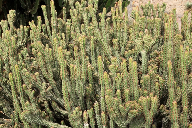 Euphorbia ledienii