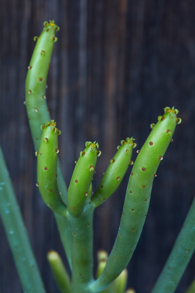 Euphorbia leucodendron