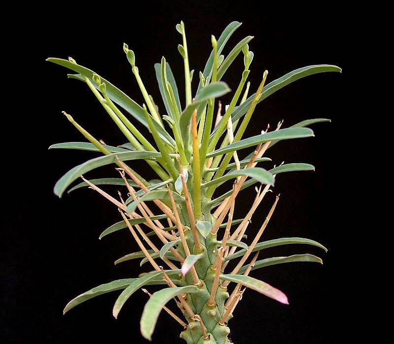 Euphorbia loricata