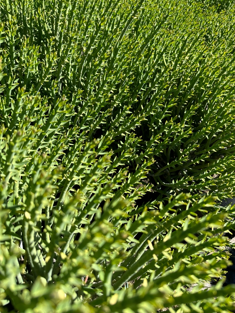 Euphorbia mauritanica