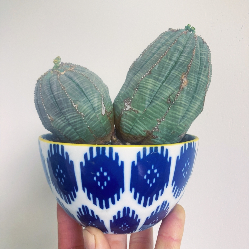 Euphorbia obesa