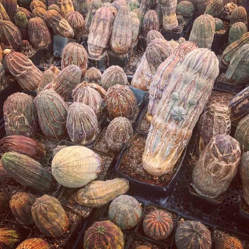 Euphorbia obesa