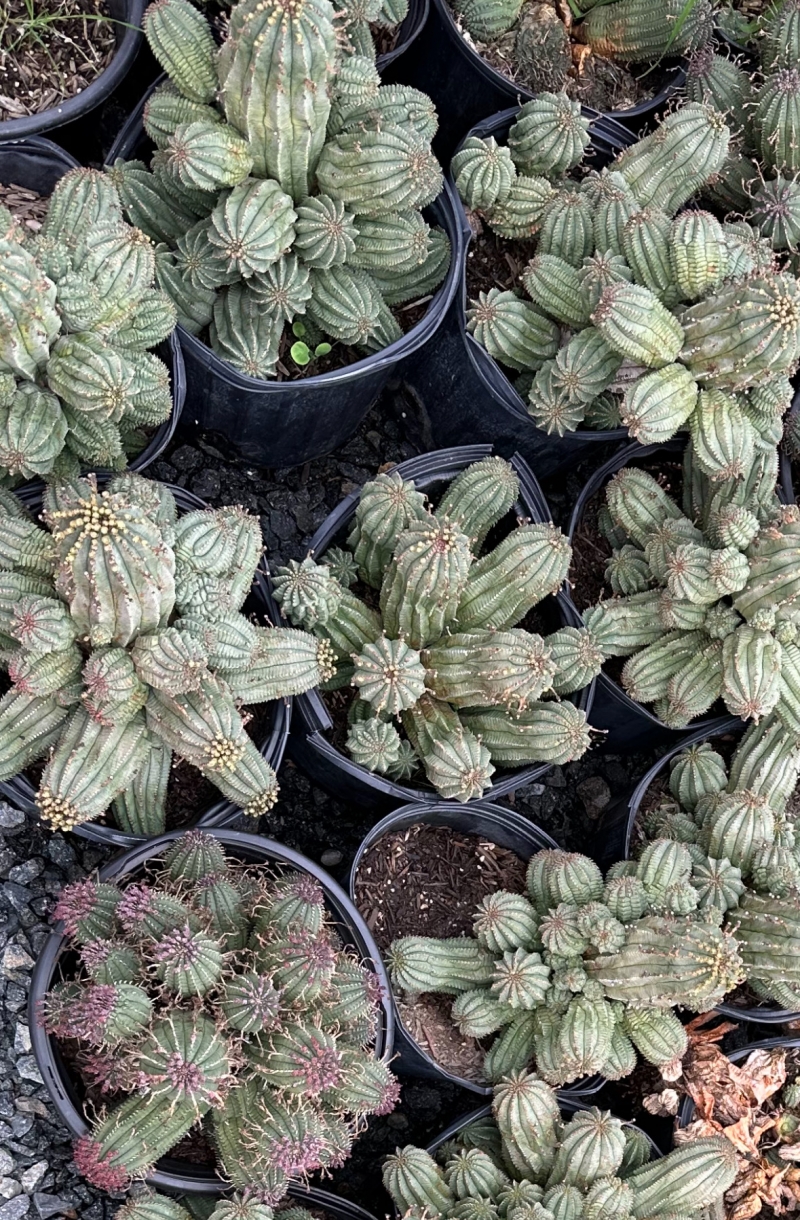 Euphorbia obesa x polygona