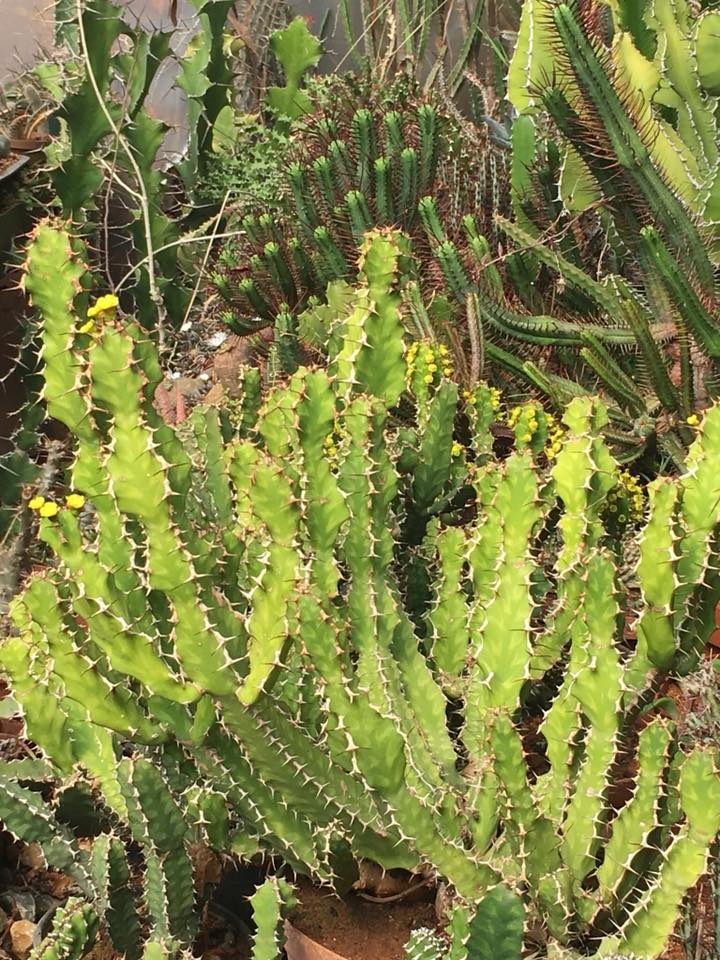 Euphorbia pseudocactus