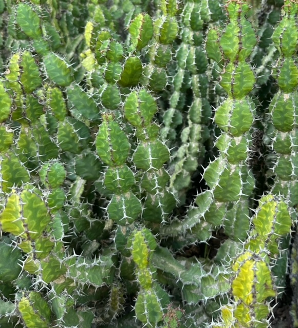 Euphorbia pseudocactus