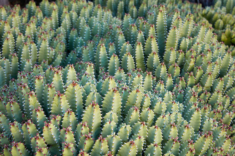 Euphorbia resinifera