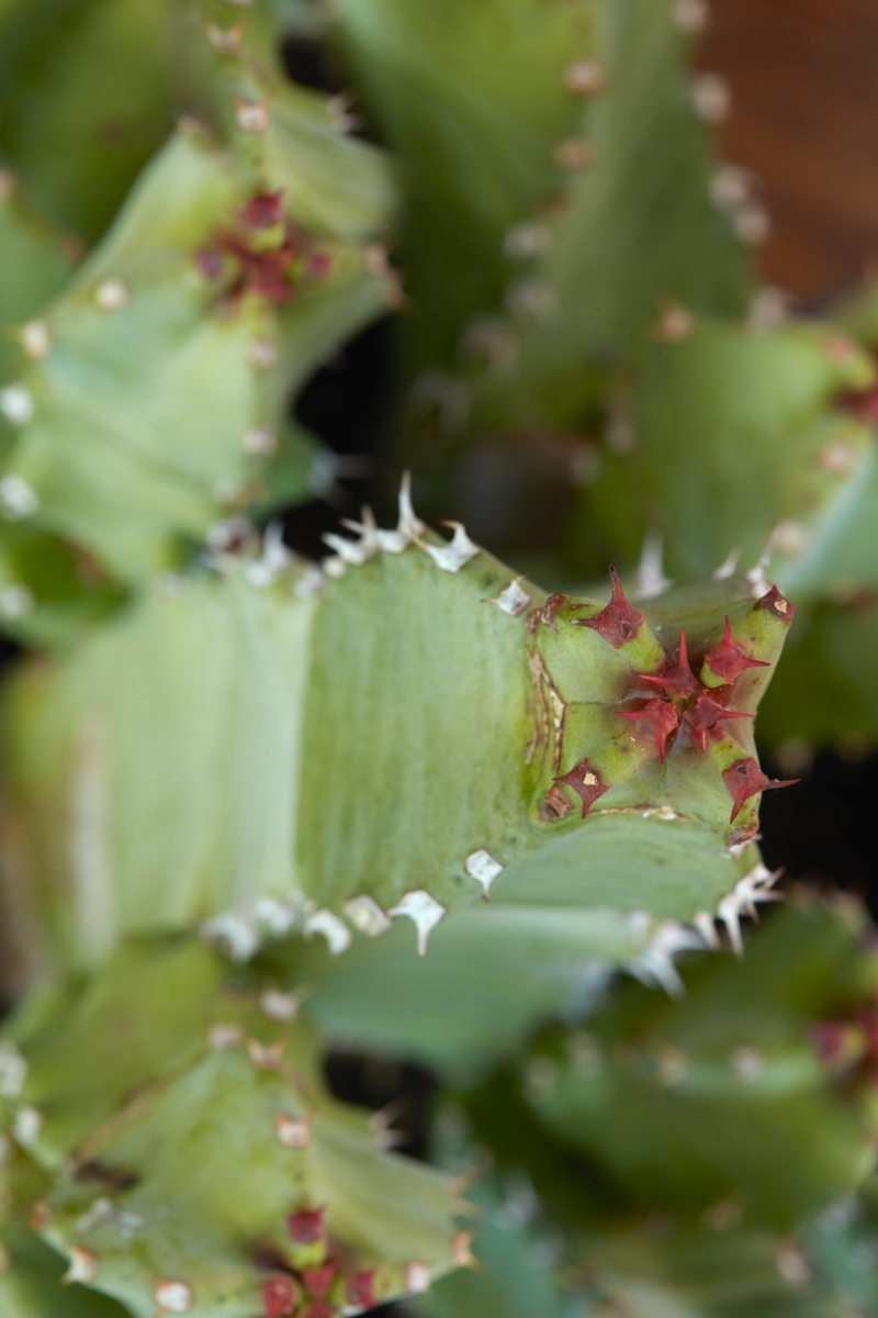 Euphorbia resinifera