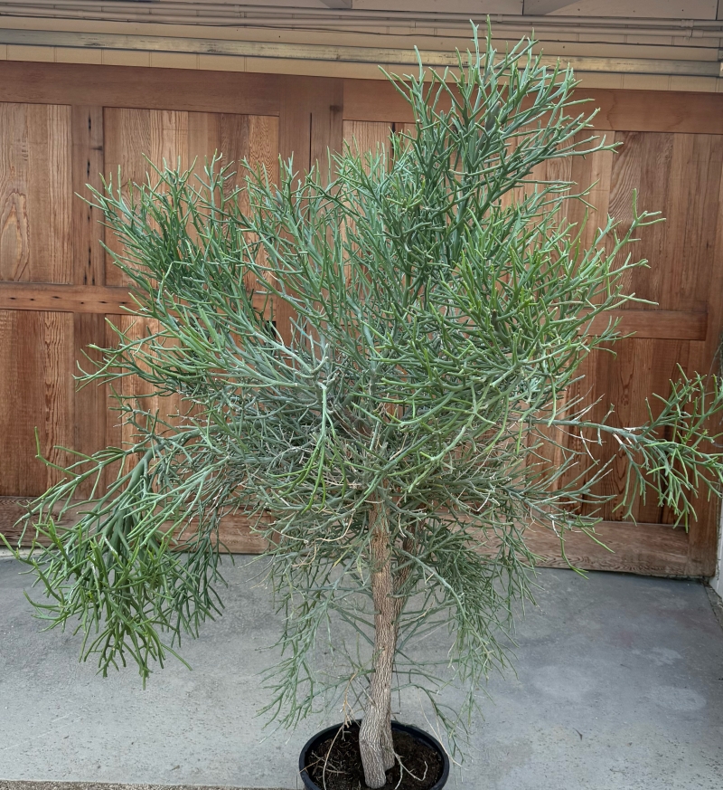 Euphorbia stenoclada x tirucalli 'Briar Patch'