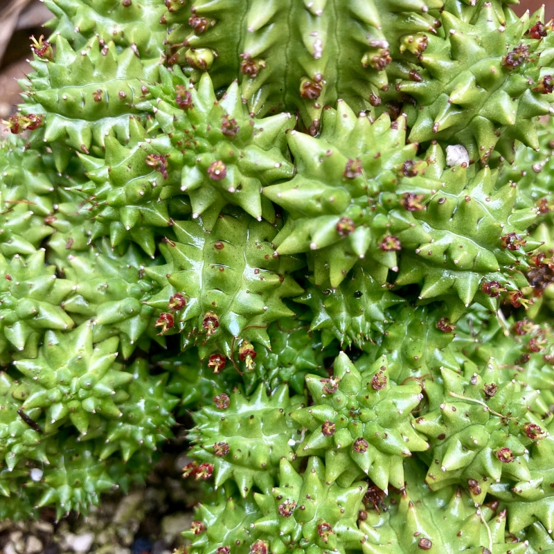 Euphorbia susannae