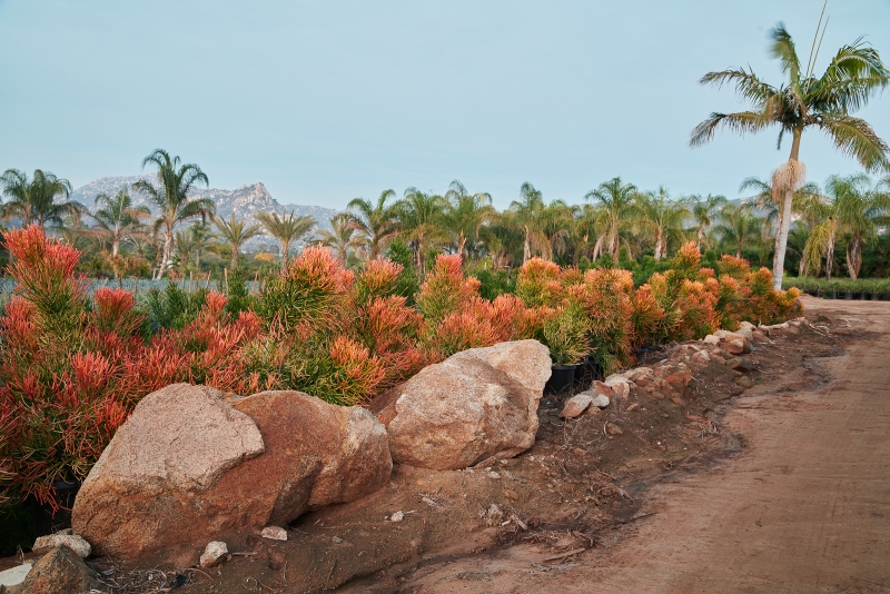 Euphorbia tirucalli 'Sticks on Fire'