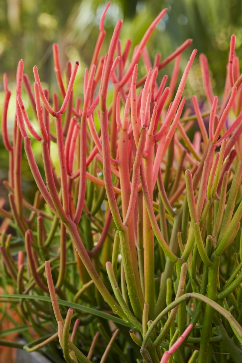 Euphorbia tirucalli 'Sticks on Fire'