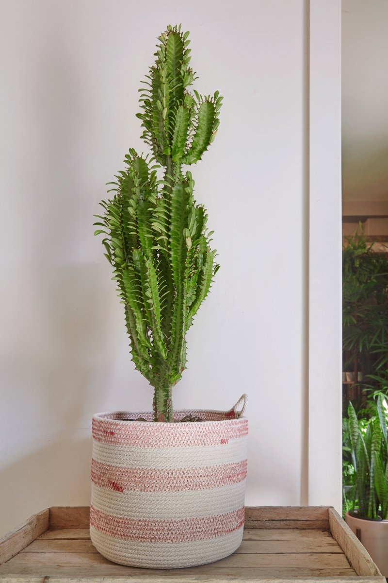 Euphorbia trigona