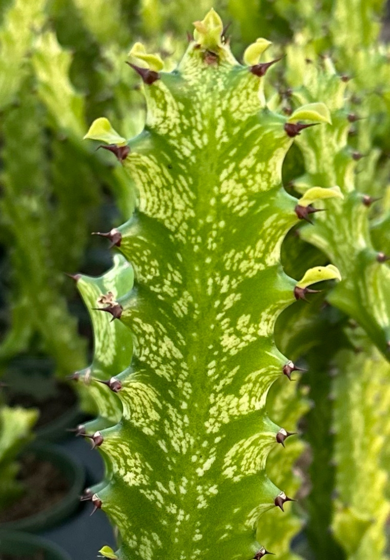Euphorbia trigona 'Mint Cream'