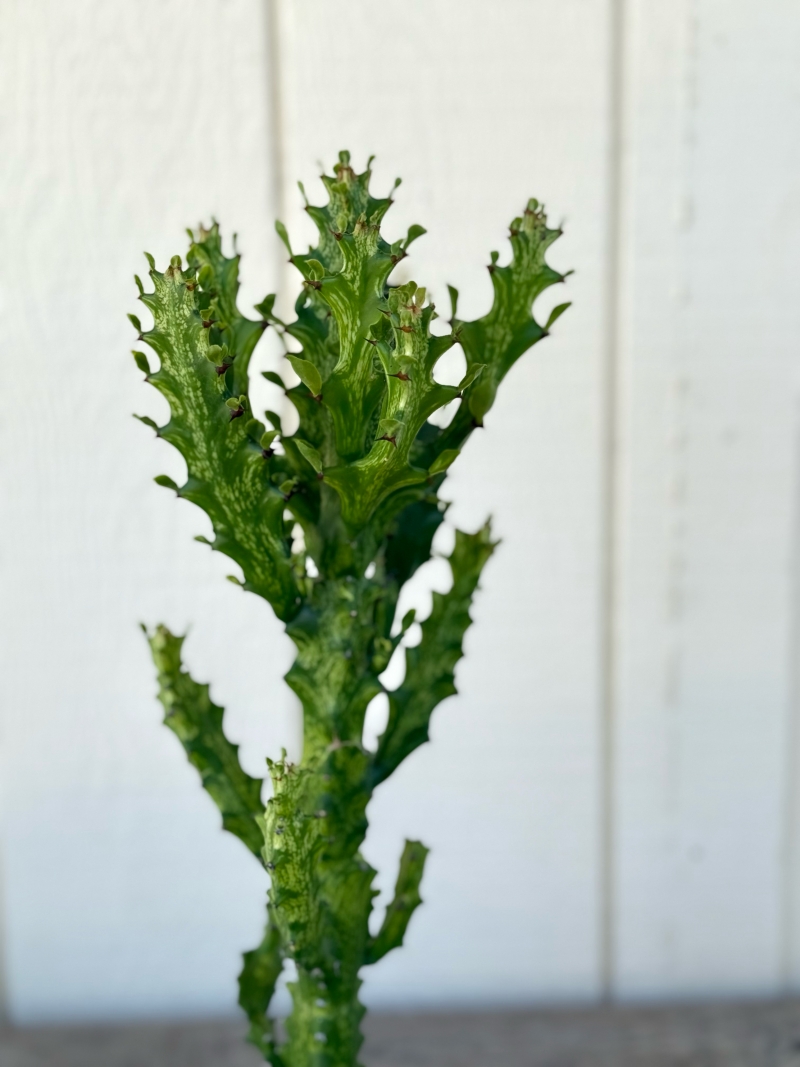 Euphorbia trigona 'Mint Cream'