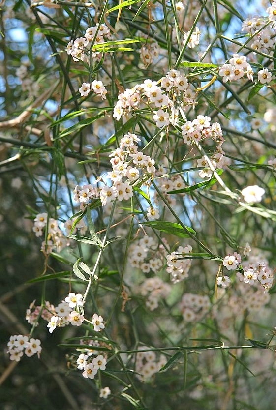 Euphorbia xanti