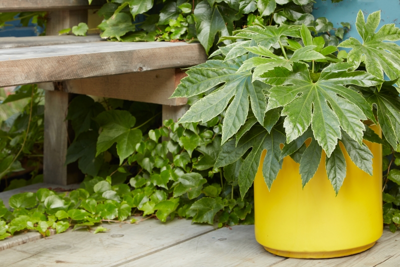 Fatsia japonica