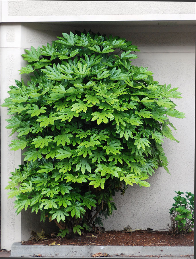 Fatsia japonica