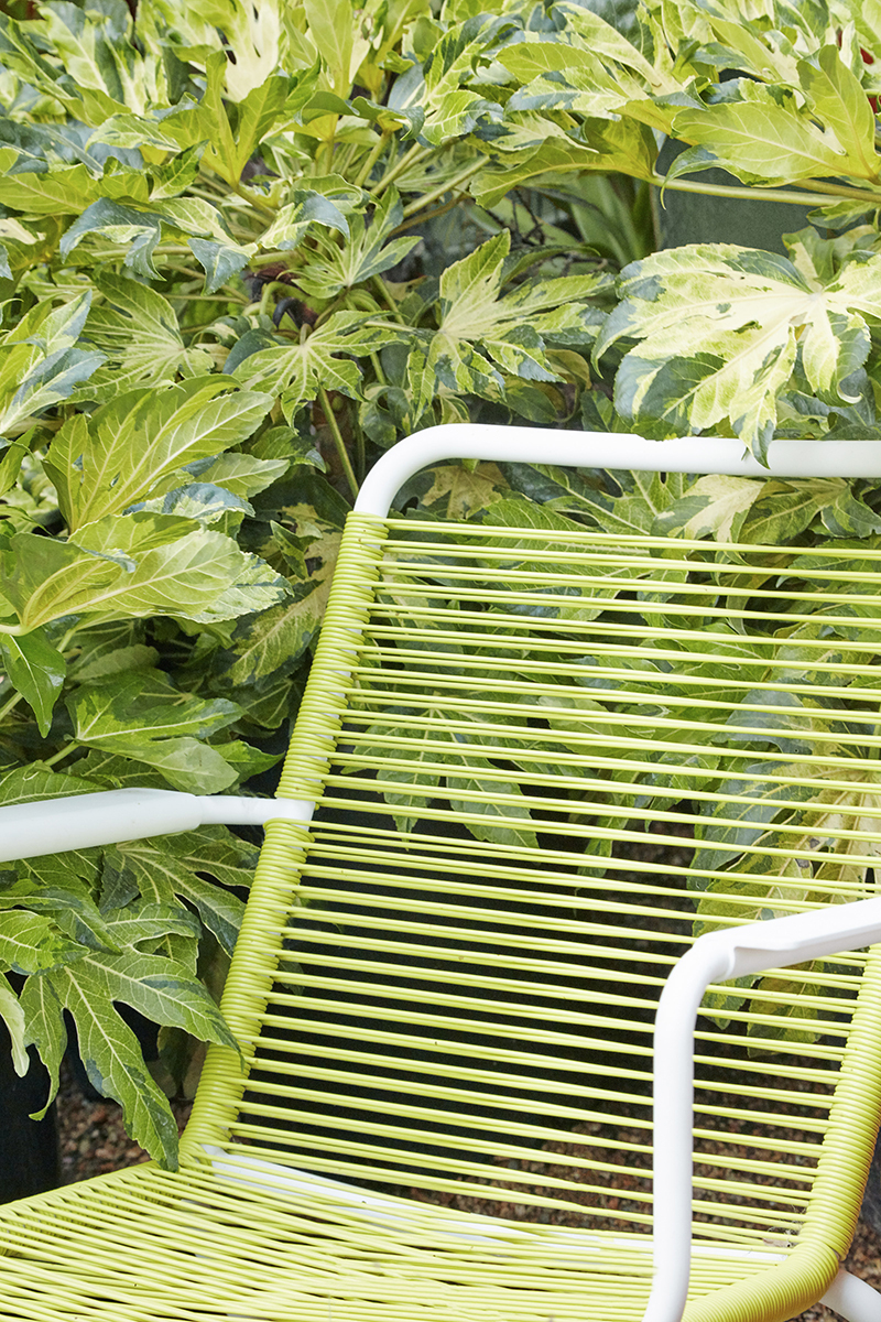 Fatsia japonica 'Murakumo Nishiki'