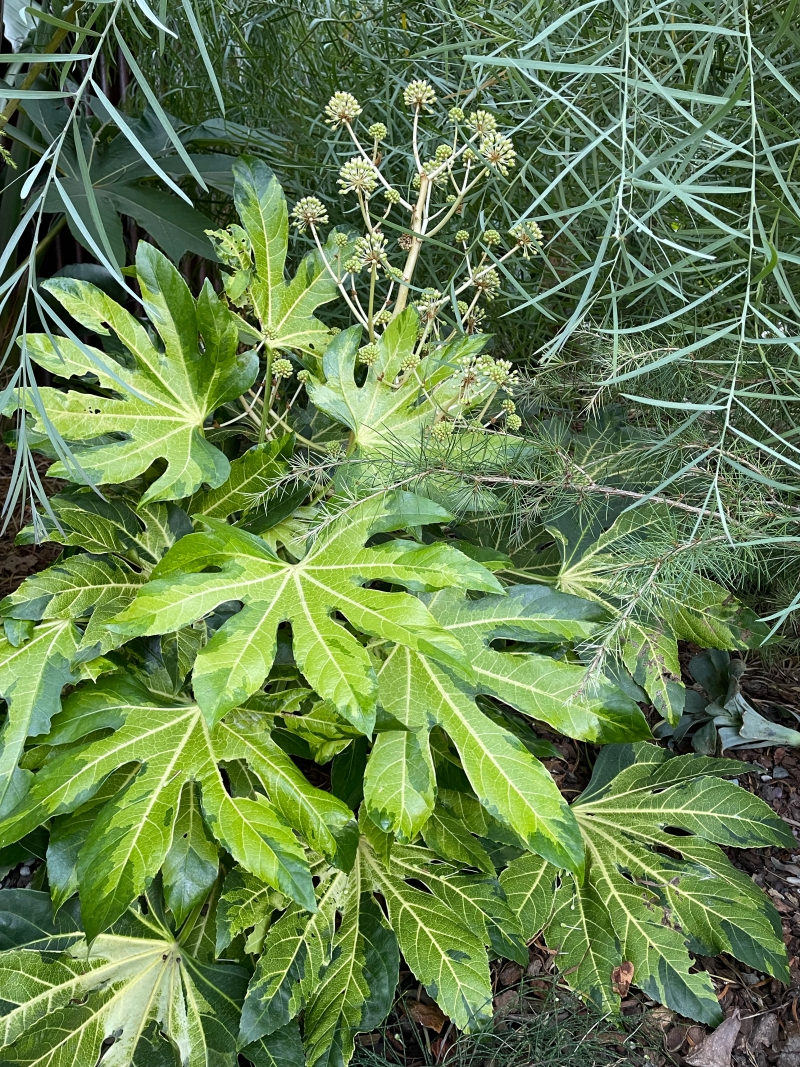 Fatsia japonica 'Murakumo Nishiki'