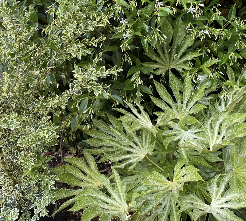 Fatsia japonica 'Spider's Web'