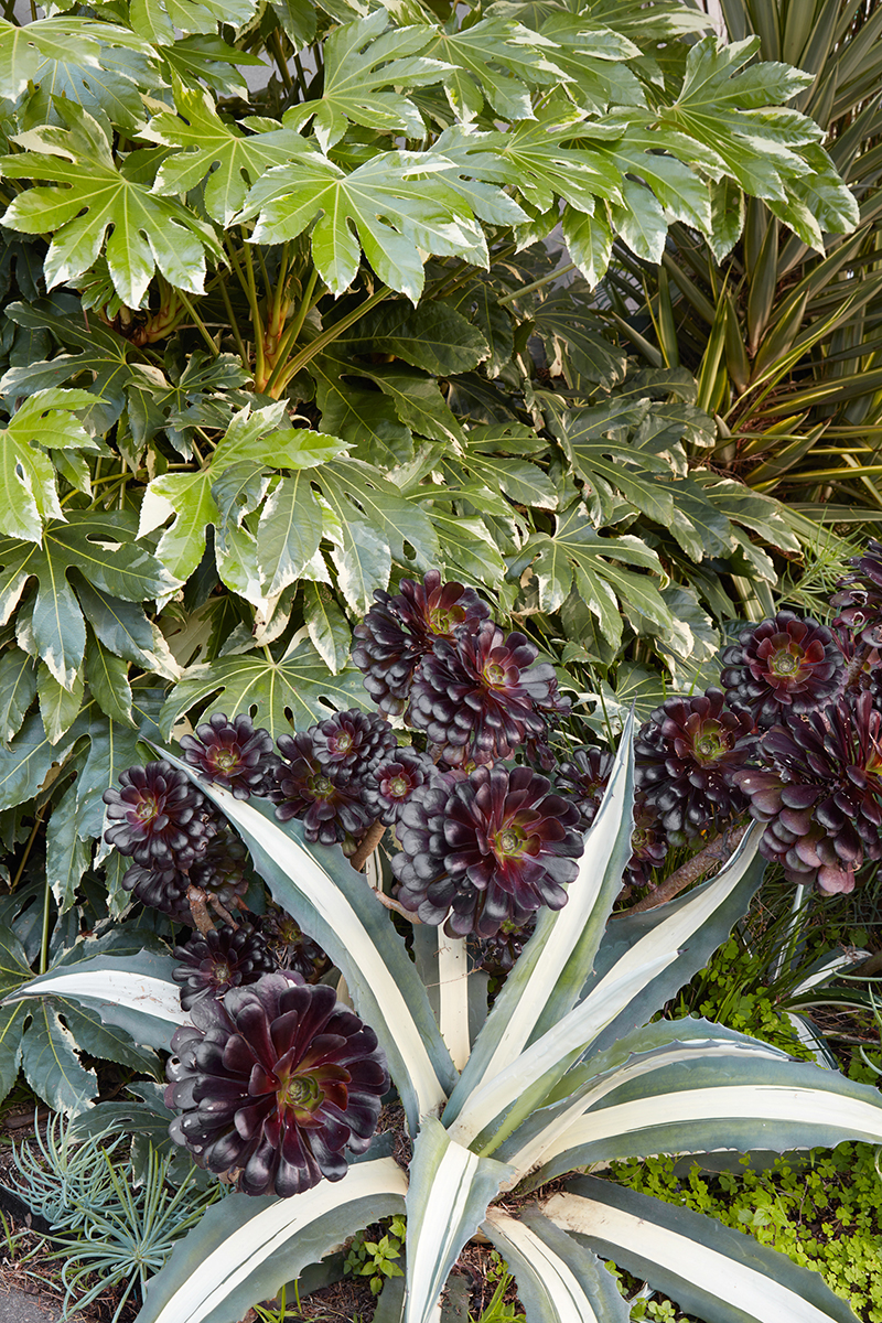 Fatsia japonica 'Variegata'