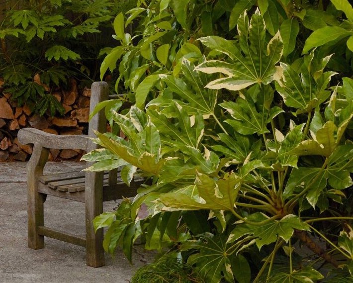 Fatsia japonica 'Variegata'