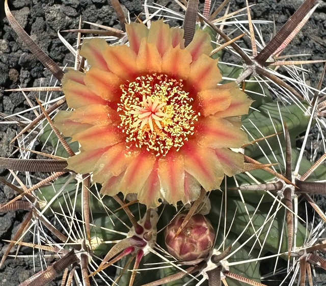 Ferocactus wislizeni